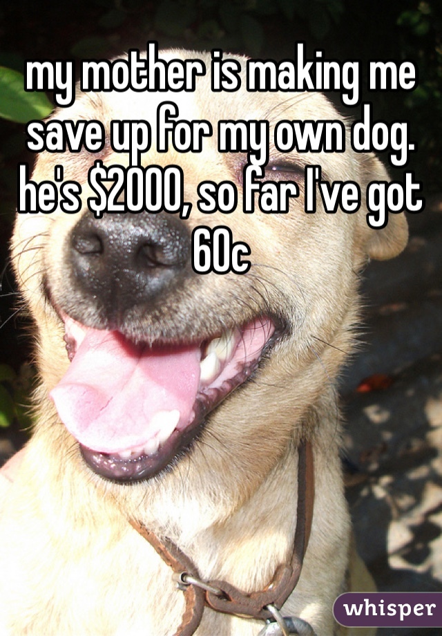 my mother is making me save up for my own dog. he's $2000, so far I've got 60c