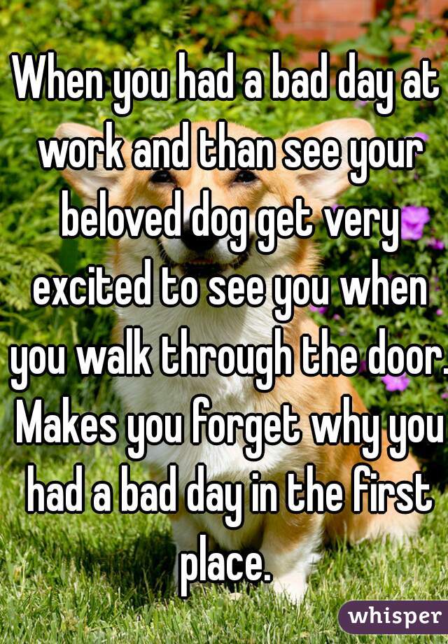 When you had a bad day at work and than see your beloved dog get very excited to see you when you walk through the door. Makes you forget why you had a bad day in the first place. 