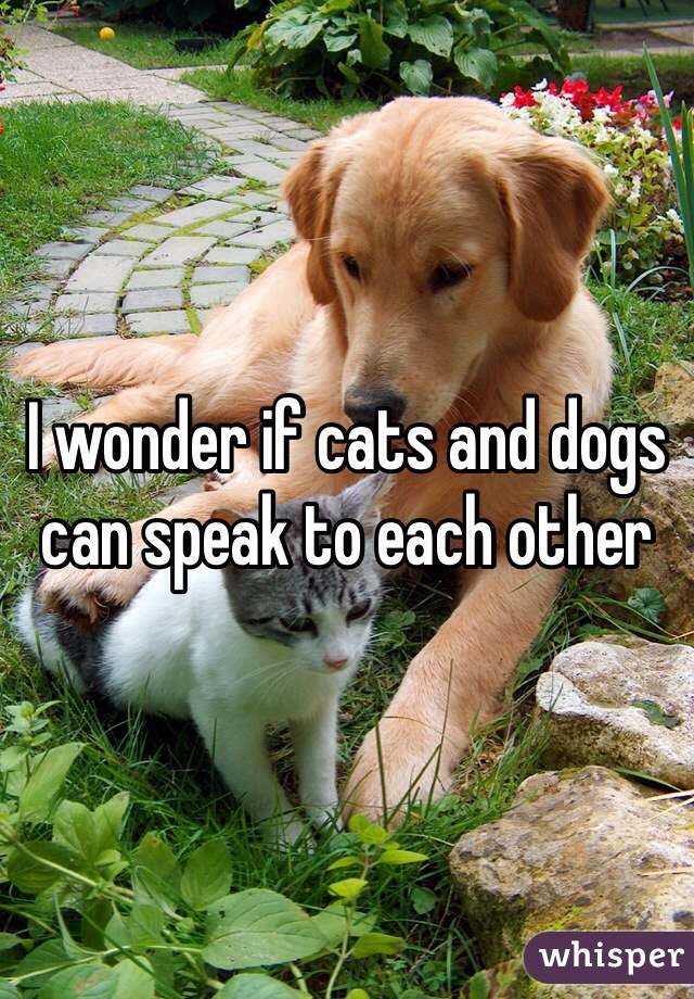 I wonder if cats and dogs can speak to each other 