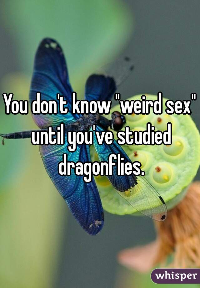 You don't know "weird sex" until you've studied dragonflies.