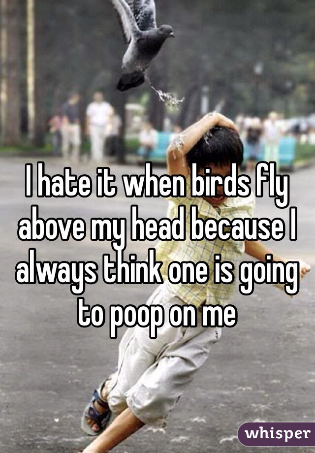 I hate it when birds fly above my head because I always think one is going to poop on me