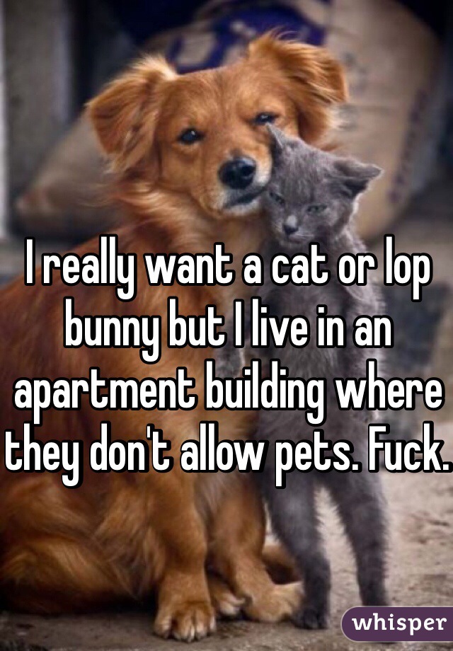 I really want a cat or lop bunny but I live in an apartment building where they don't allow pets. Fuck. 