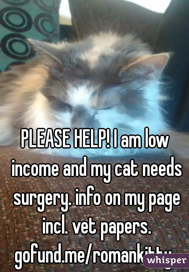 PLEASE HELP! I am low income and my cat needs surgery. info on my page incl. vet papers. gofund.me/romankitty  