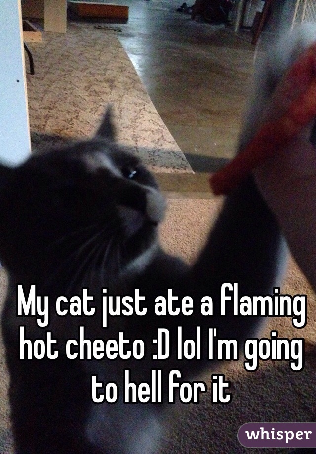 My cat just ate a flaming hot cheeto :D lol I'm going to hell for it