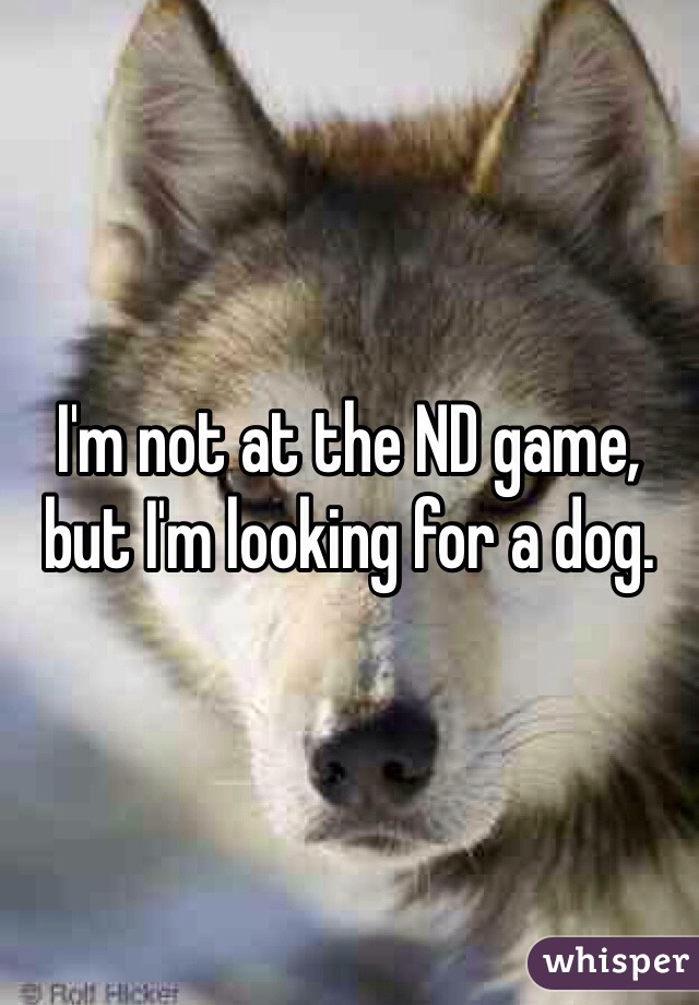 I'm not at the ND game, but I'm looking for a dog.