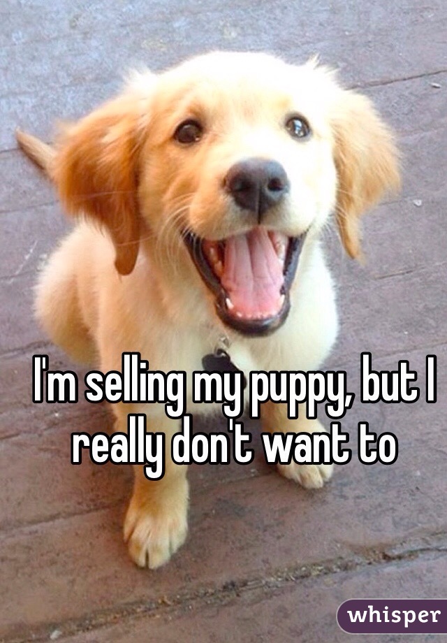 I'm selling my puppy, but I really don't want to 