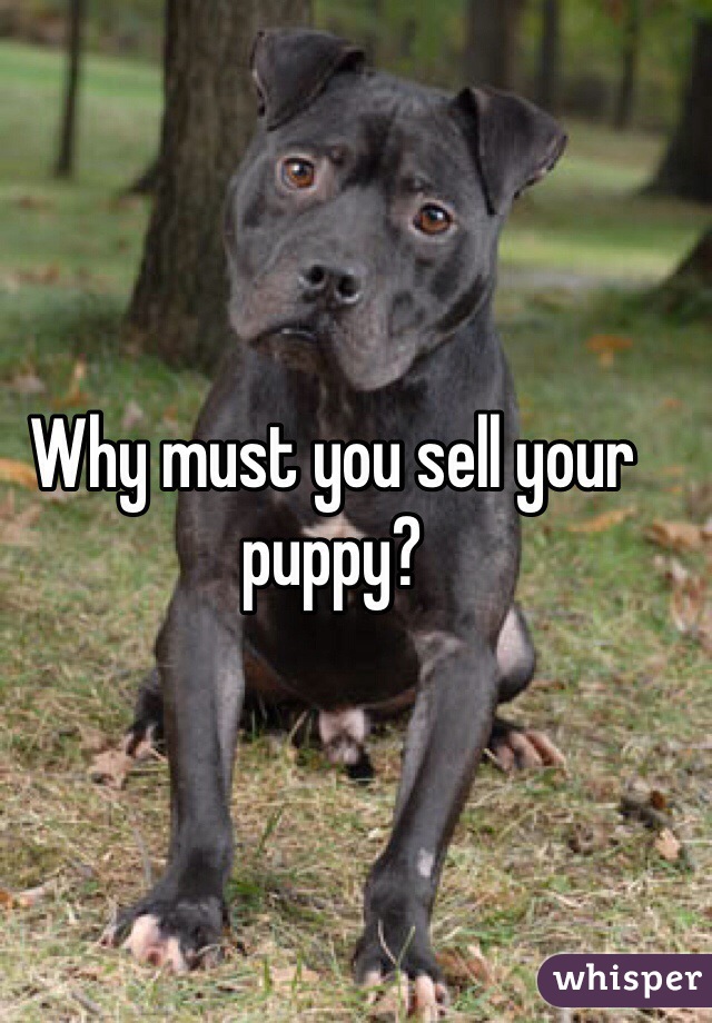 Why must you sell your puppy?