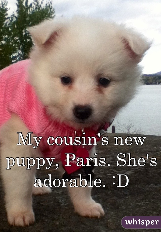 My cousin's new puppy, Paris. She's adorable. :D