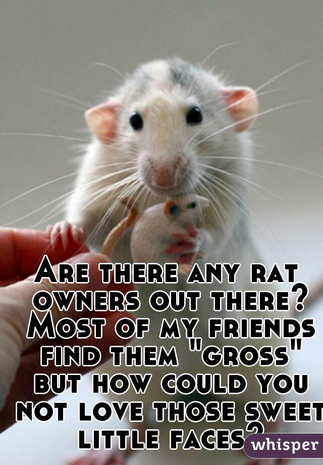 Are there any rat owners out there? Most of my friends find them "gross" but how could you not love those sweet little faces?