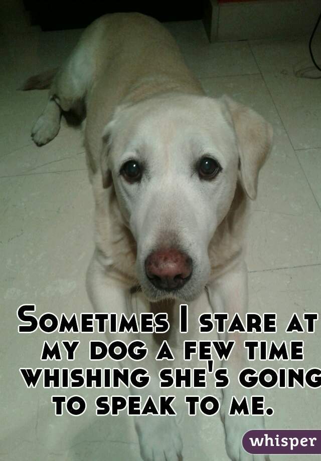 Sometimes I stare at my dog a few time whishing she's going to speak to me.  