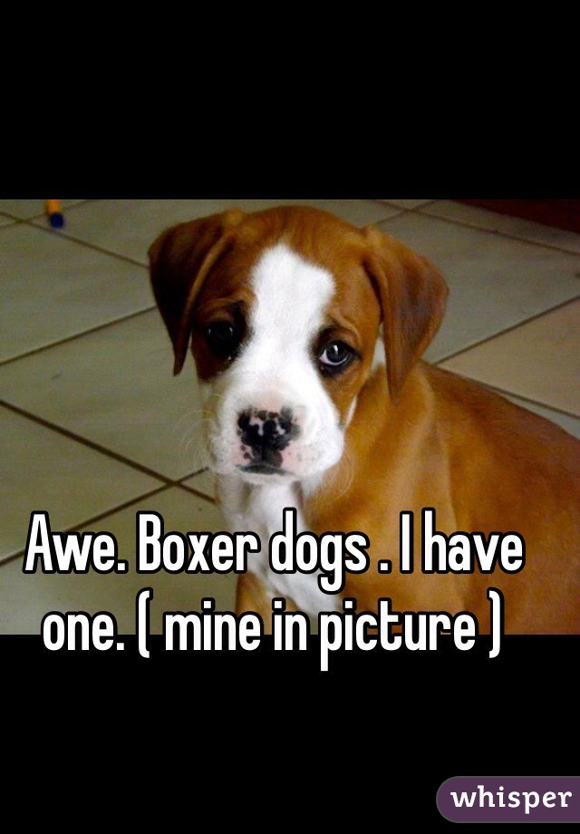 Awe. Boxer dogs . I have one. ( mine in picture ) 