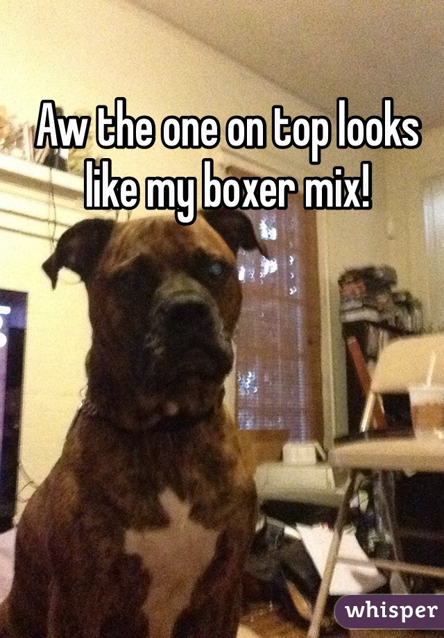 Aw the one on top looks like my boxer mix!