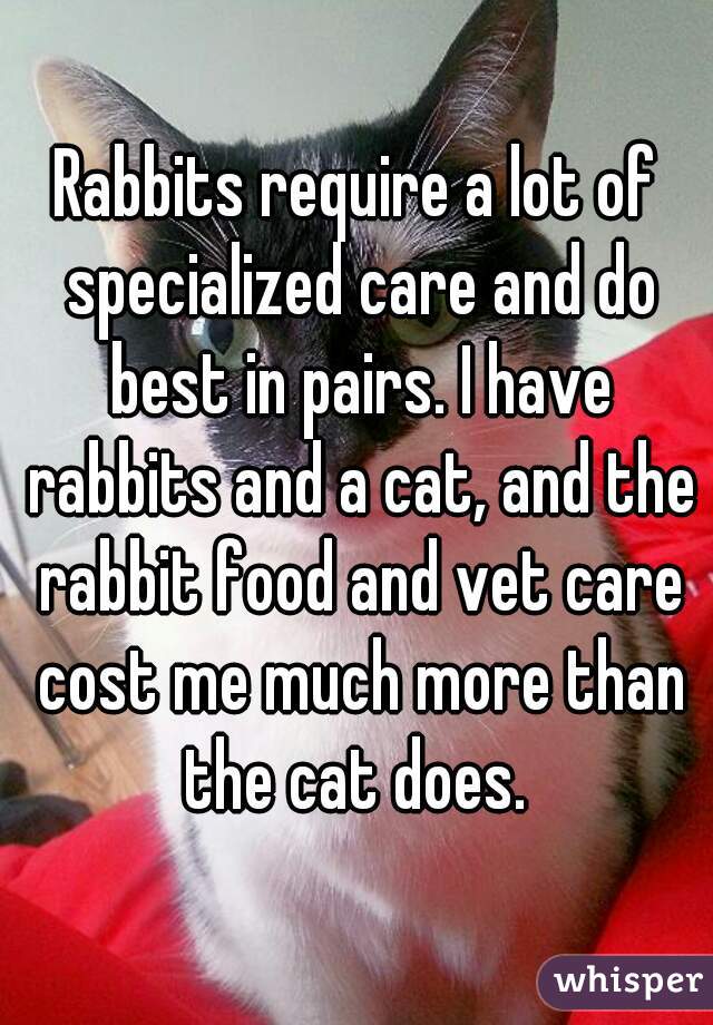 Rabbits require a lot of specialized care and do best in pairs. I have rabbits and a cat, and the rabbit food and vet care cost me much more than the cat does. 