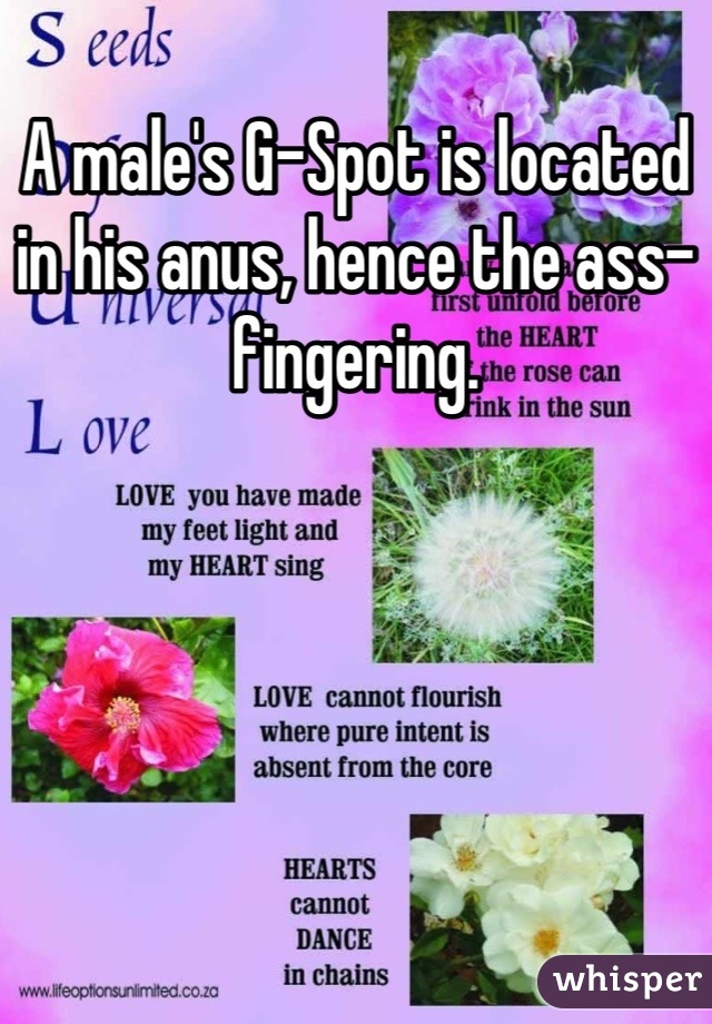 A male's G-Spot is located in his anus, hence the ass-fingering.