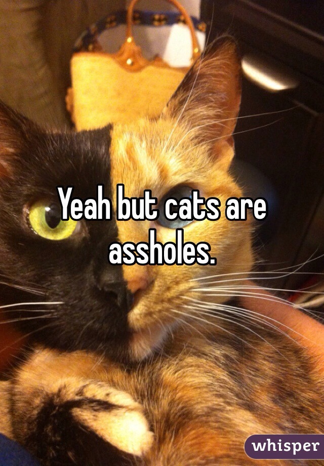 Yeah but cats are assholes.