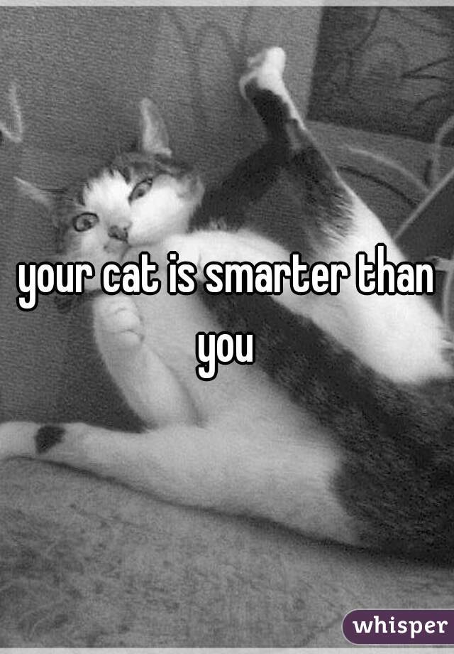 your cat is smarter than you 