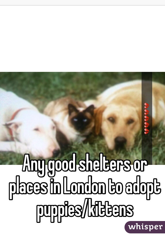 Any good shelters or places in London to adopt puppies/kittens