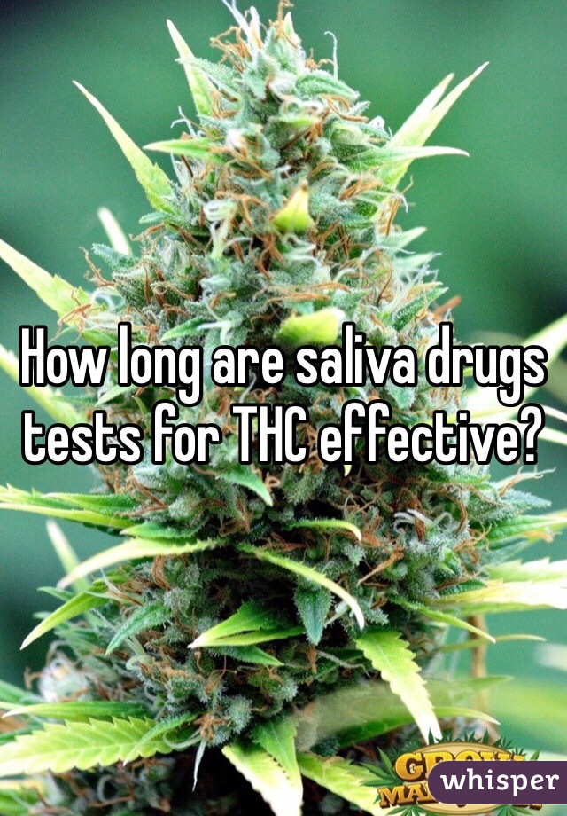 How long are saliva drugs tests for THC effective? 