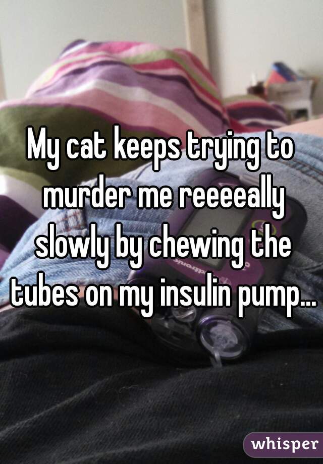 My cat keeps trying to murder me reeeeally slowly by chewing the tubes on my insulin pump...