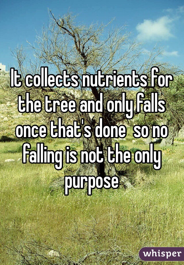 It collects nutrients for the tree and only falls once that's done  so no falling is not the only purpose 