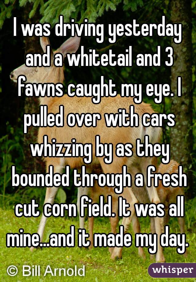 I was driving yesterday and a whitetail and 3 fawns caught my eye. I pulled over with cars whizzing by as they bounded through a fresh cut corn field. It was all mine...and it made my day. 