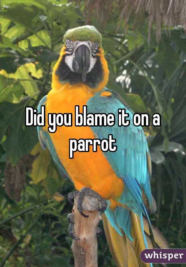 Did you blame it on a parrot