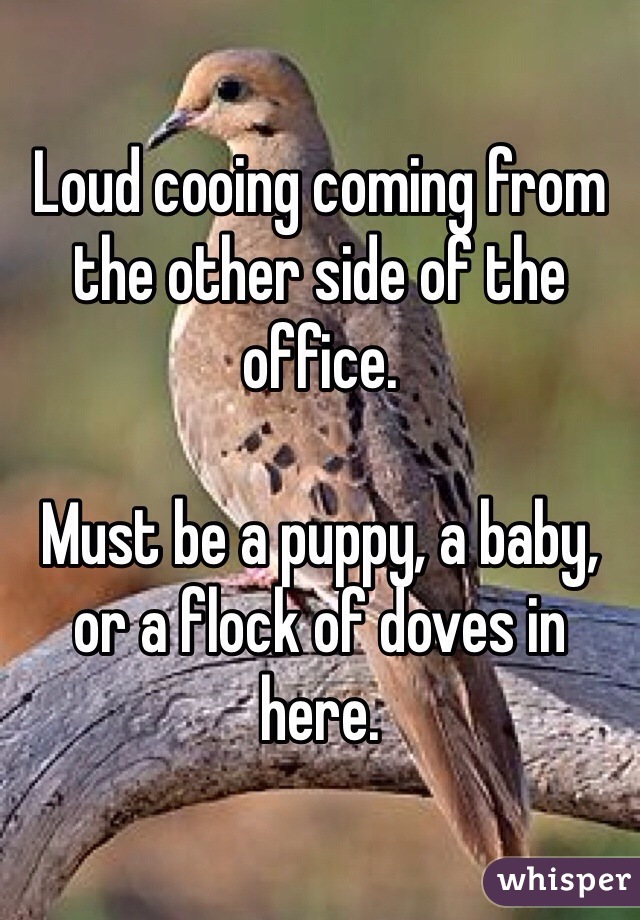 Loud cooing coming from the other side of the office. 

Must be a puppy, a baby, or a flock of doves in here. 