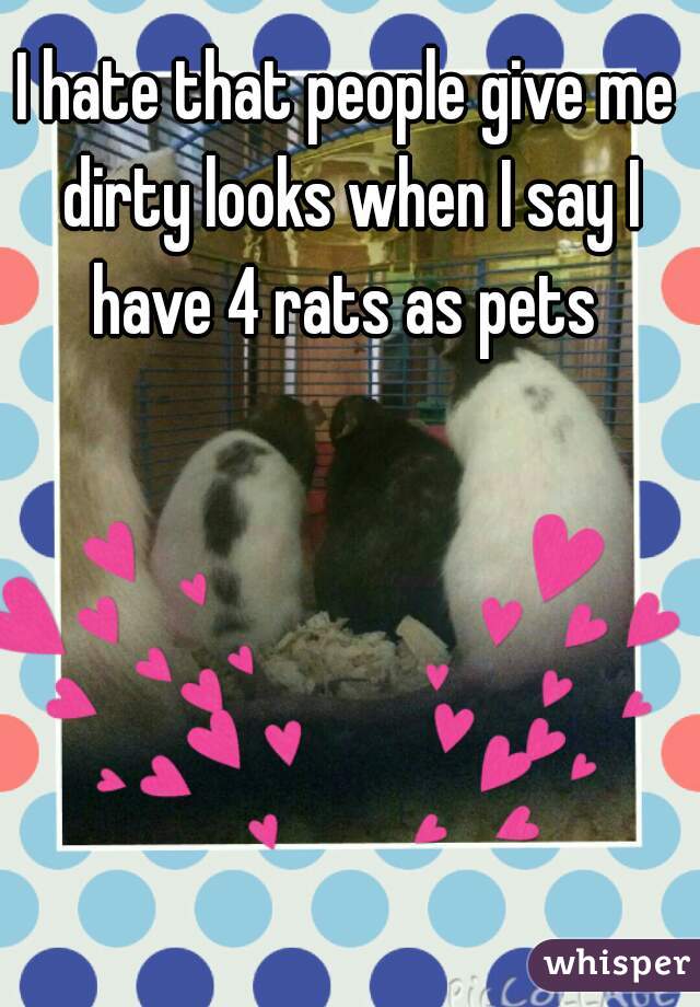 I hate that people give me dirty looks when I say I have 4 rats as pets 
