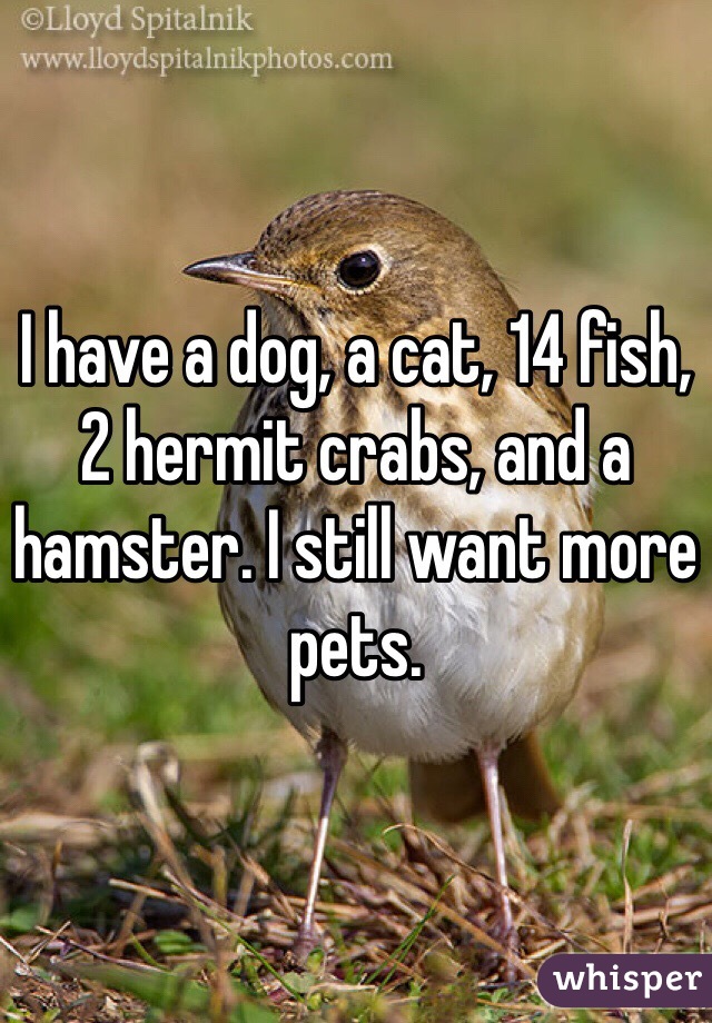 I have a dog, a cat, 14 fish, 2 hermit crabs, and a hamster. I still want more pets. 
