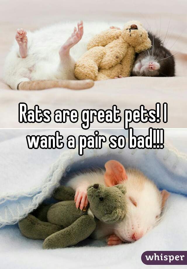 Rats are great pets! I want a pair so bad!!!