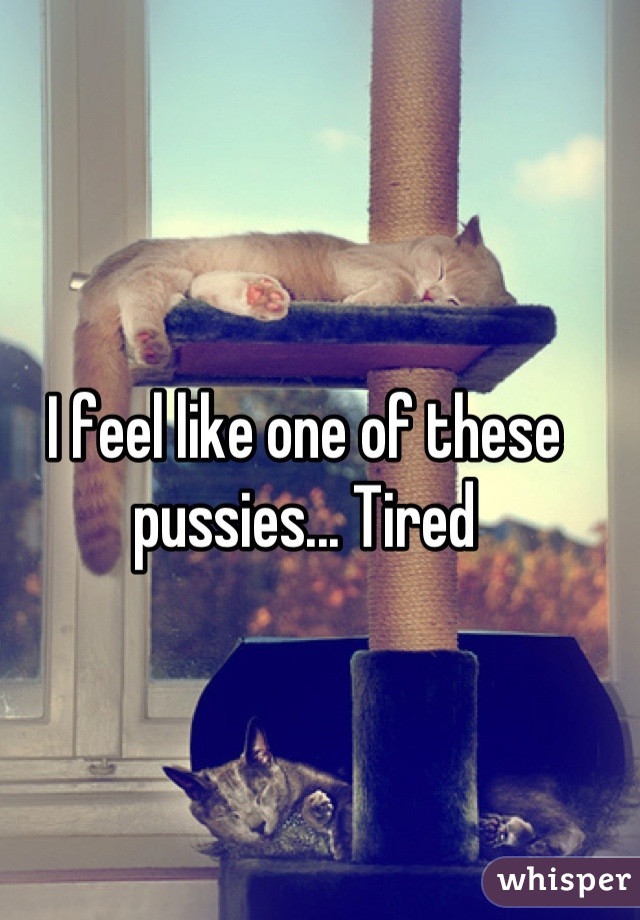 I feel like one of these pussies... Tired