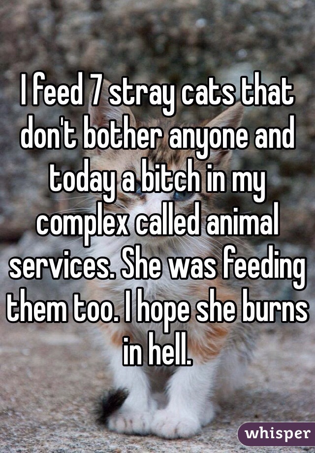 I feed 7 stray cats that don't bother anyone and today a bitch in my complex called animal services. She was feeding them too. I hope she burns in hell.