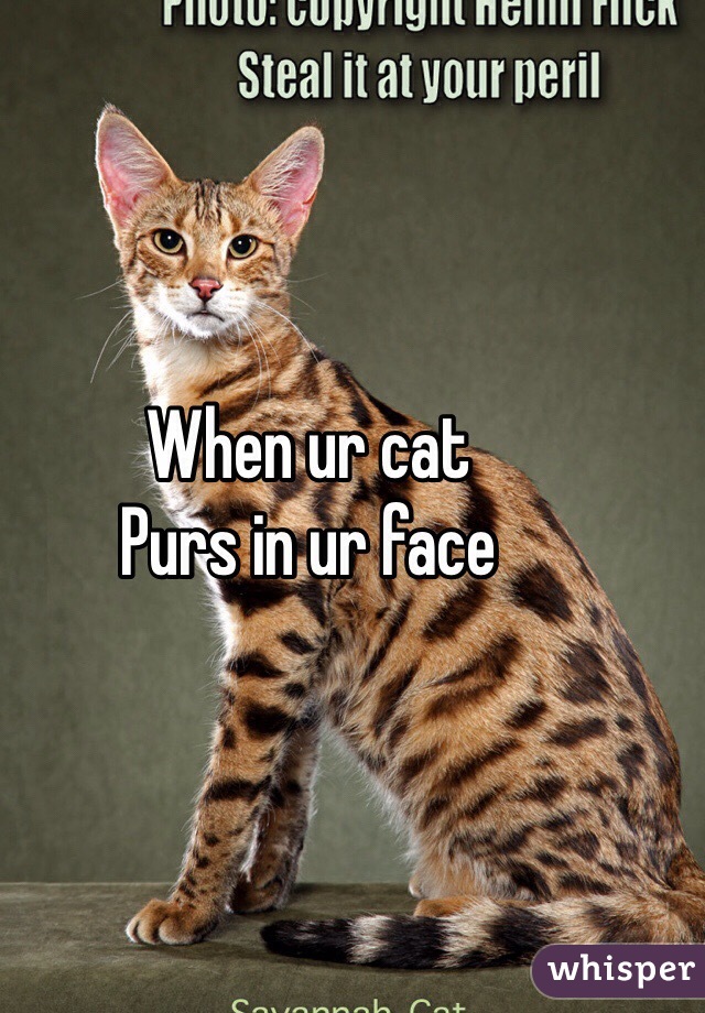 When ur cat
Purs in ur face