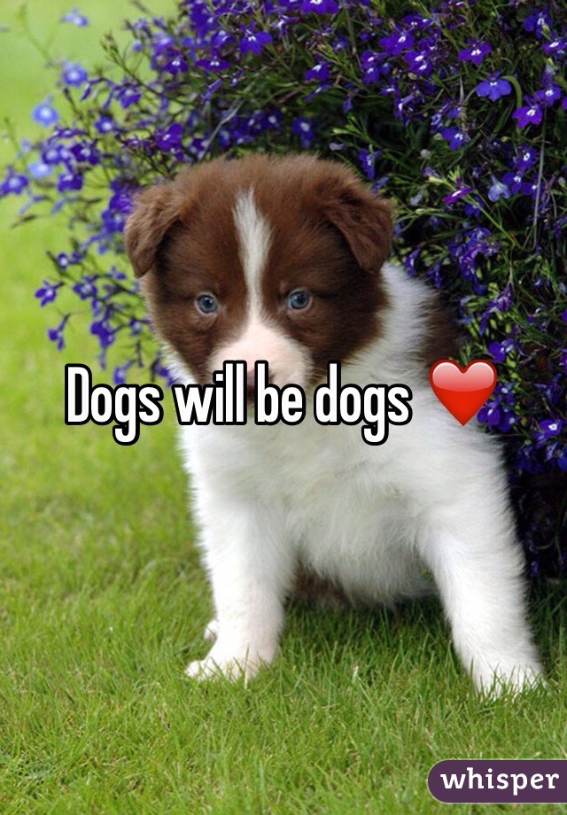 Dogs will be dogs ❤️