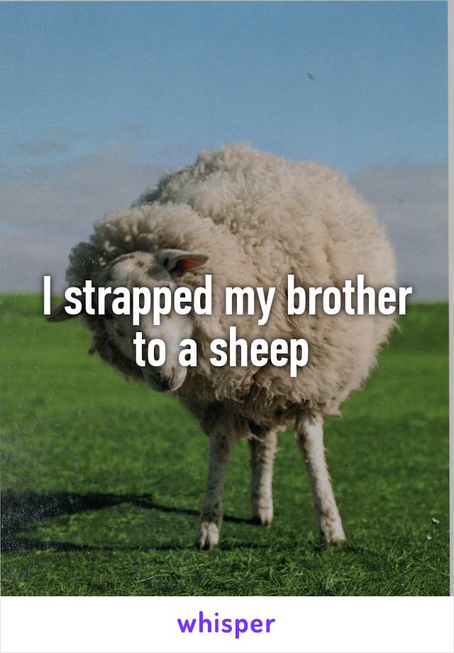 I strapped my brother to a sheep 