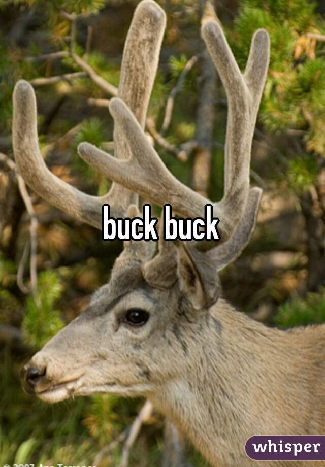 buck buck
