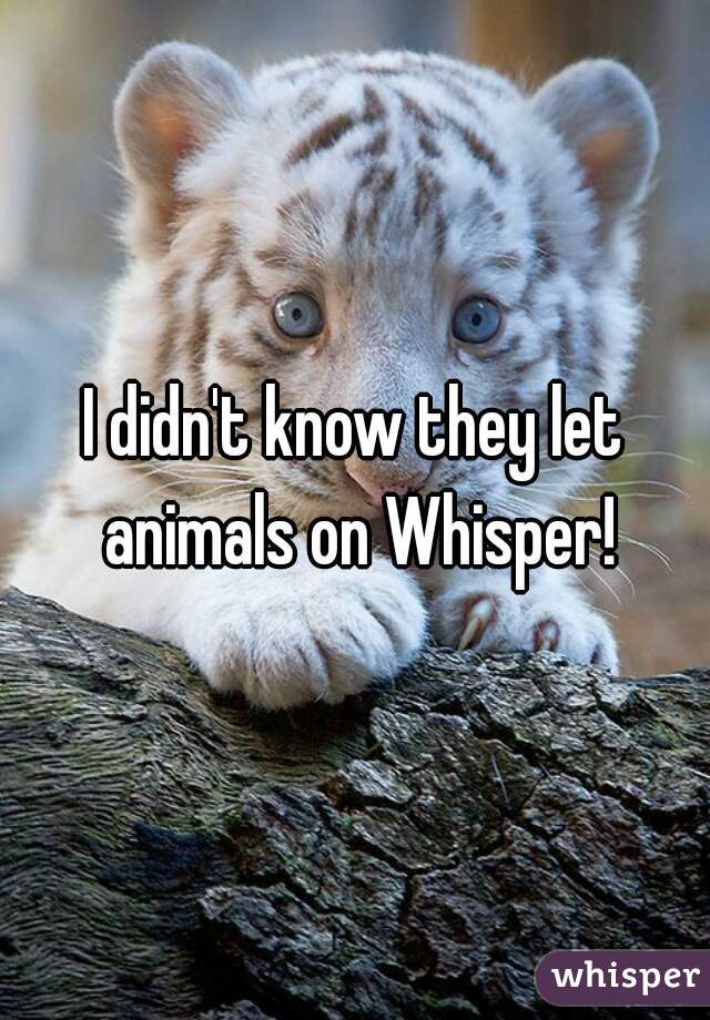 I didn't know they let animals on Whisper!