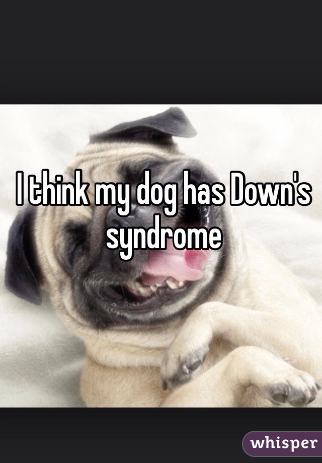 I think my dog has Down's syndrome 