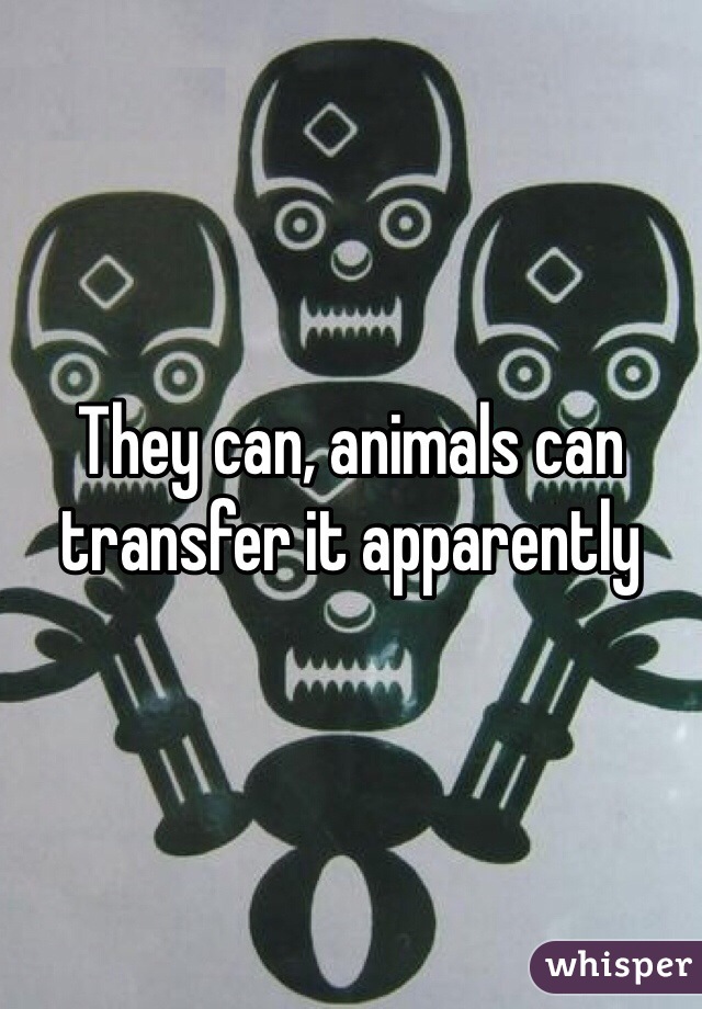 They can, animals can transfer it apparently 