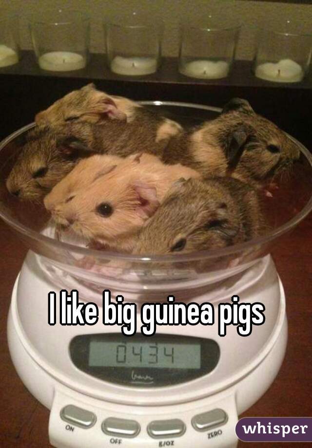I like big guinea pigs