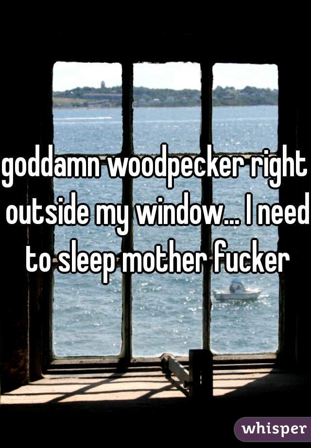 goddamn woodpecker right outside my window... I need to sleep mother fucker