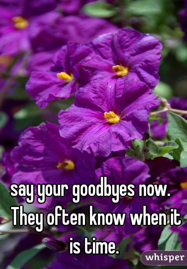 say your goodbyes now.   They often know when it is time. 