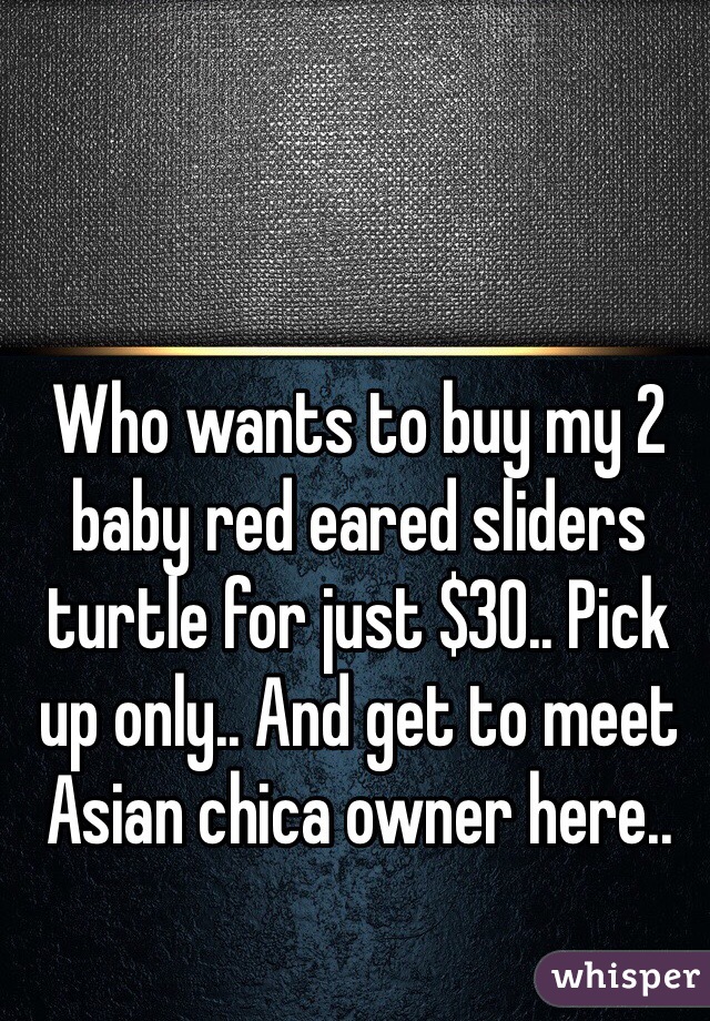 Who wants to buy my 2 baby red eared sliders turtle for just $30.. Pick up only.. And get to meet Asian chica owner here..