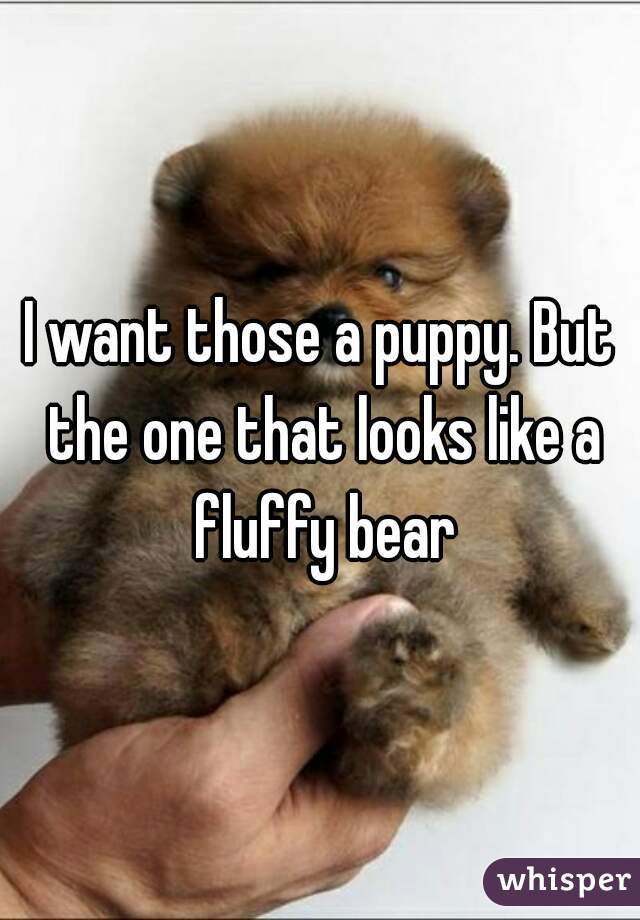 I want those a puppy. But the one that looks like a fluffy bear