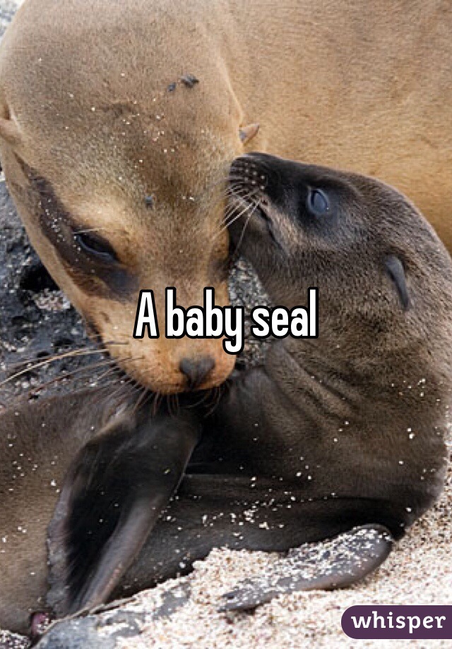 A baby seal