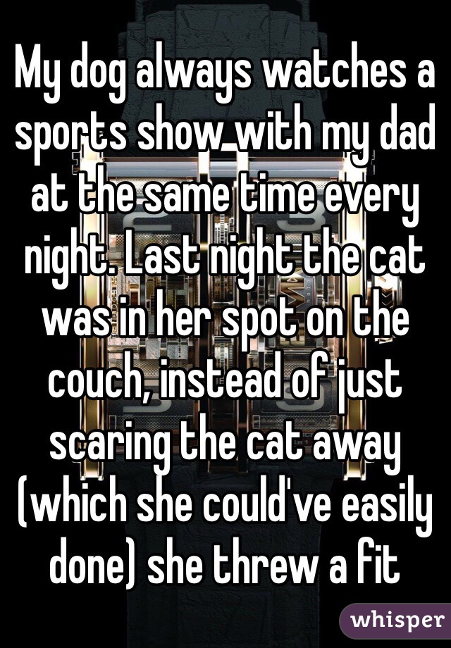 My dog always watches a sports show with my dad at the same time every night. Last night the cat was in her spot on the couch, instead of just scaring the cat away (which she could've easily done) she threw a fit