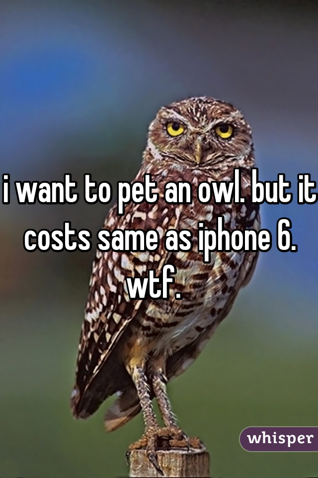 i want to pet an owl. but it costs same as iphone 6. wtf.  