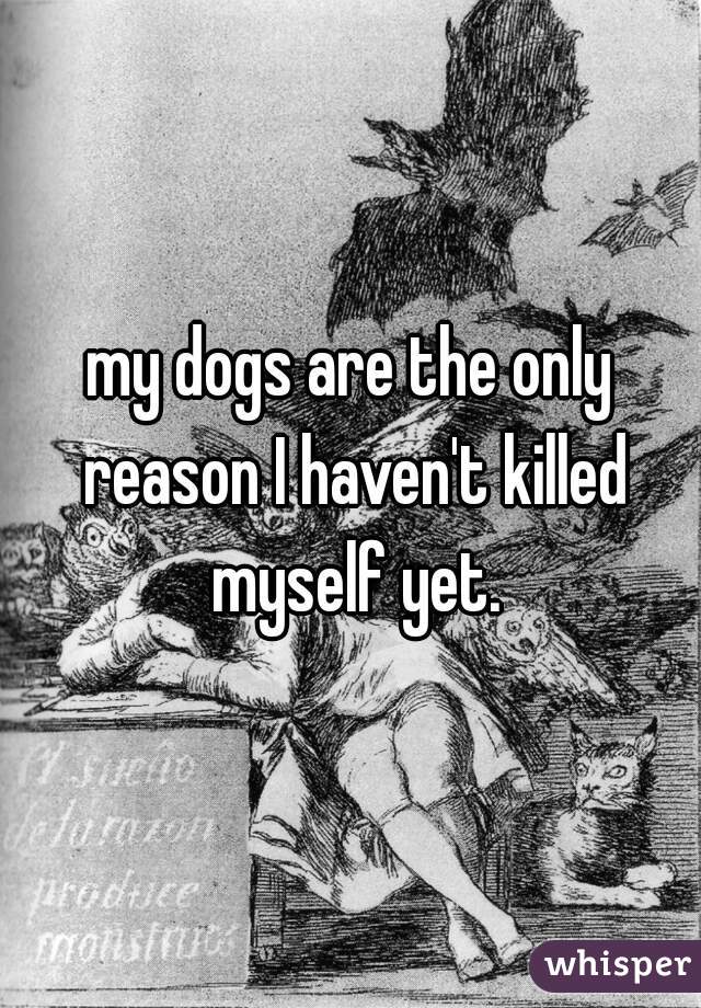 my dogs are the only reason I haven't killed myself yet.