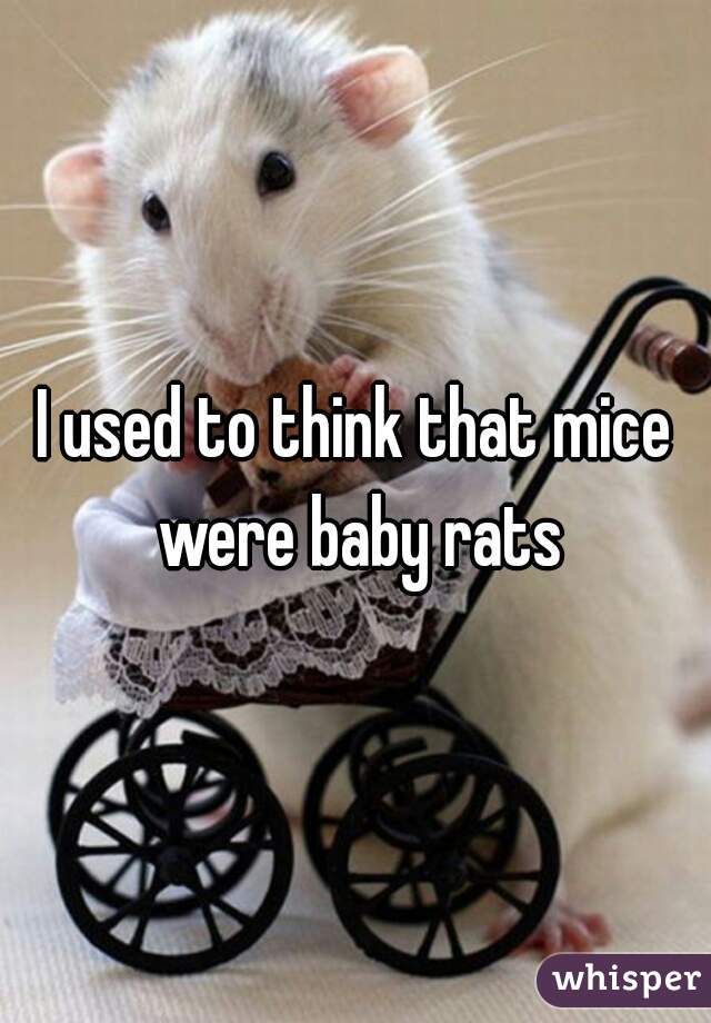 I used to think that mice were baby rats