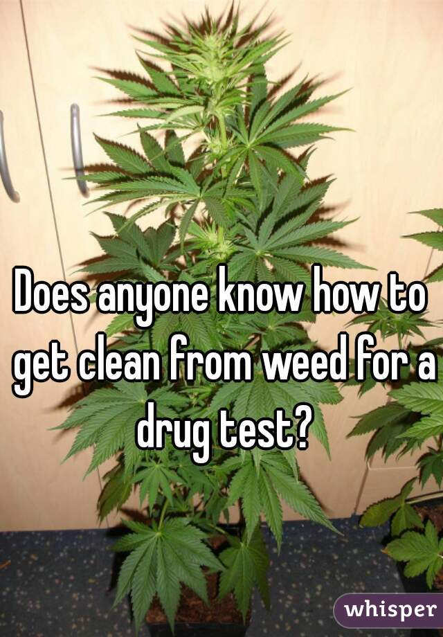 Does anyone know how to get clean from weed for a drug test?